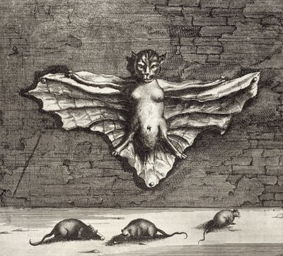 A Bat known as a Flying Cat, from China Illustrated by Athanasius Kircher, 1667 by Dutch School