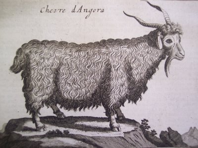 Angora goat, from Relation dun Voyage du Levant by Joseph Pitton de Tournefort, Amsterdam, 1718 by Dutch School