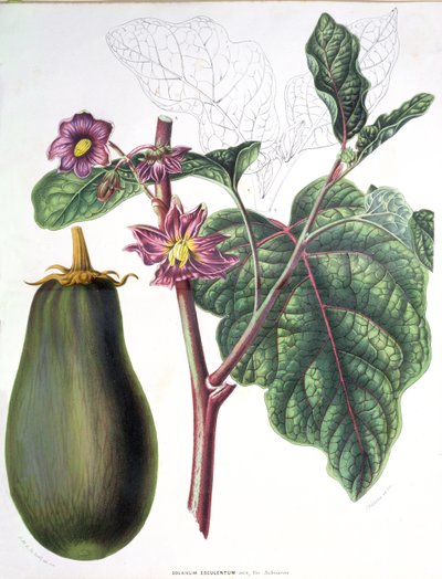Aubergine, Botanical Plate from Flore des Jardins du Royame des Pays-Bas by A. W. Sythoff, 1860 by Dutch School