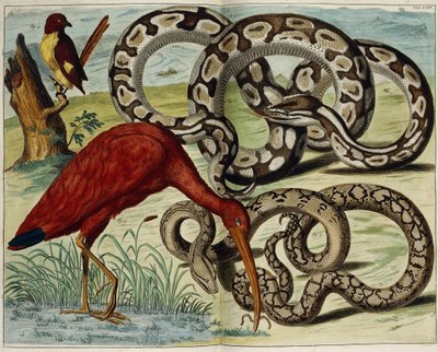 Birds and Snakes, Plate 62, from 