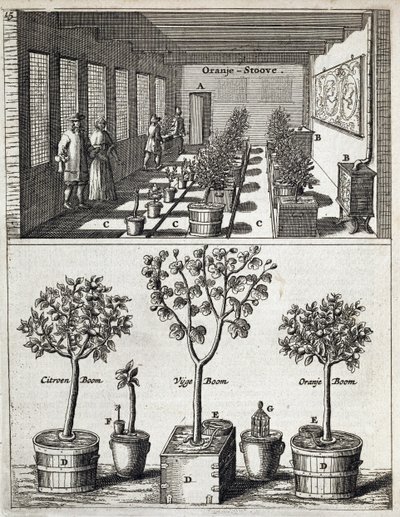 Orangery, from De Nederlandze Hesperides by Jan Commelin by Dutch School