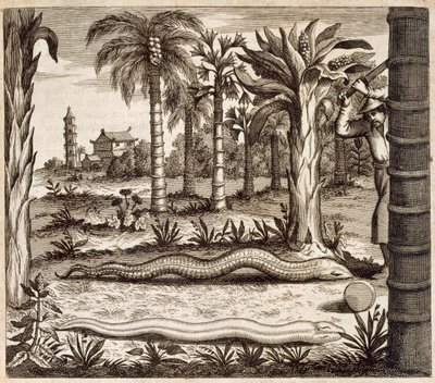 The Stone Snake, from China Illustrated by Athanasius Kircher, 1667 by Dutch School