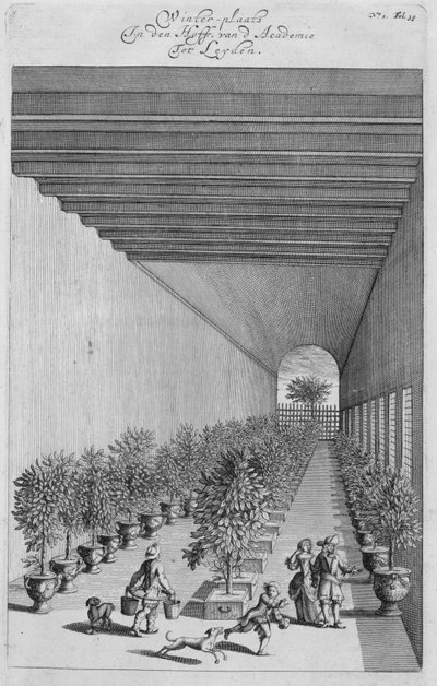 The forcing-house, from De Nederlandze Hesperides by Jan Commelin, published 1676 by Dutch School