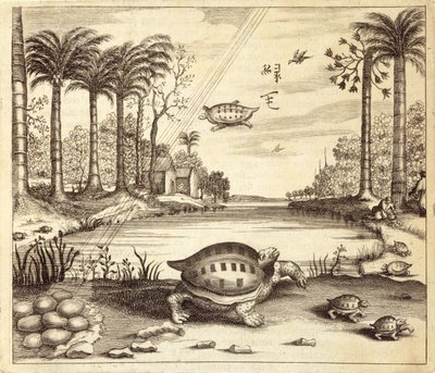 Turtle Eggs Hatching, from China Illustrated by Athanasius Kircher, 1667 by Dutch School