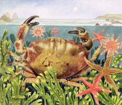 Furrowed Crab with Starfish Underwater, 1997 by E.B. Watts