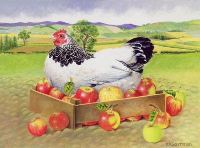 Hen in a Box of Apples, 1990 by E.B. Watts