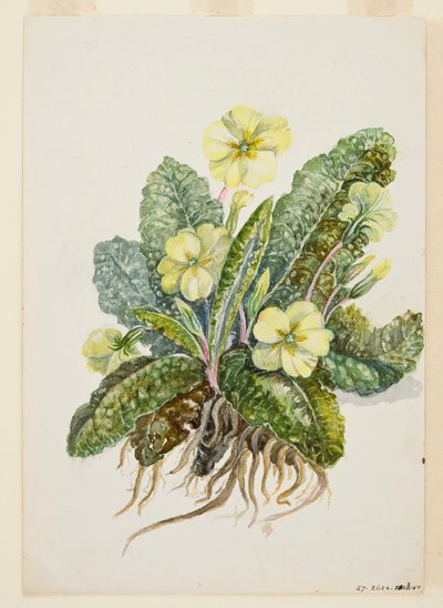 Primula vulgaris Huds Primrose by EF Crowley