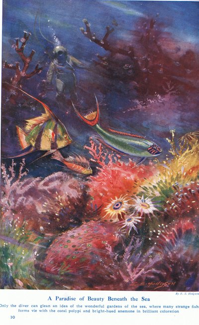 A Paradise of Beauty Beneath the Sea, Illustration from 