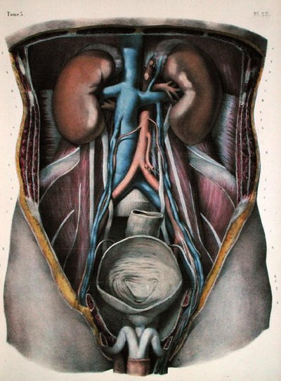 The kidneys and bladder, plate from 