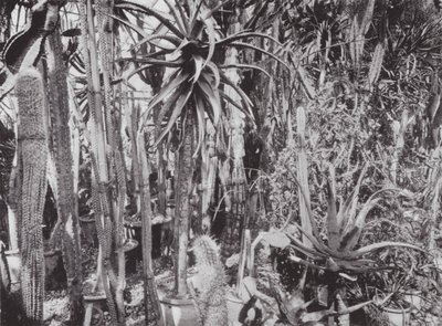 Kew Gardens, c.1900 by E. J. Wallis