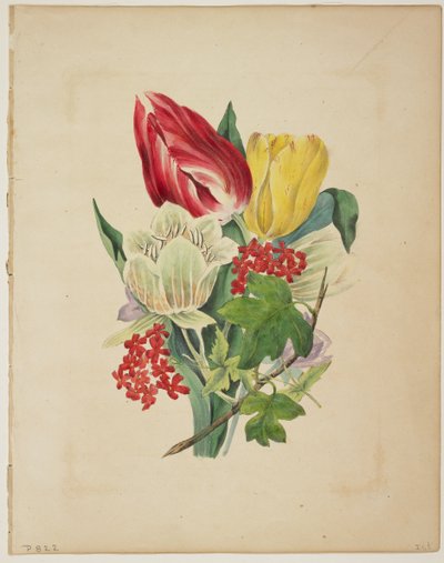 Bouquet of Tulips (from Flora