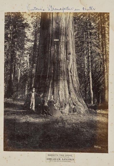 Mammoth Tree Grove, Calaveras County, California. Abraham Lincoln. 320 Feet High, 54 Feet in Circumference by Eadweard J. Muybridge