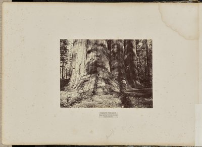 Mammoth Tree Grove, Calaveras County, California. The Salem Witch Group. Average 300 Feet High, 65 Feet in Circumference by Eadweard J. Muybridge