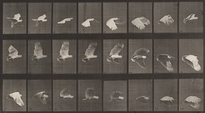 Cockatoo Flying (Plate Number 758) by Eadweard Muybridge