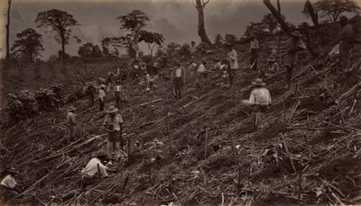 Setting out a Coffee Plantation at Antigua de Guatemala by Eadweard Muybridge
