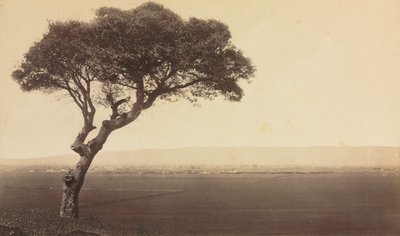 Untitled Landscape near Watsonville, California by Eadweard Muybridge
