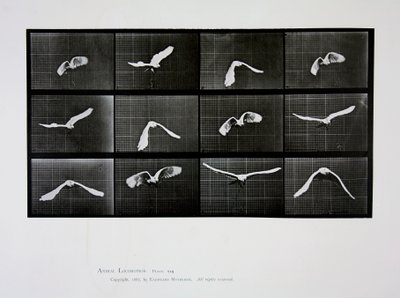 Bird in Flight, plate 762 from 