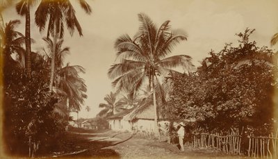 Cocoa Palm--Retalhuleu, Guatemala by Eadweard Muybridge