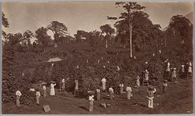 Coffee Harvesting, Las Nubes-Guatemala by Eadweard Muybridge