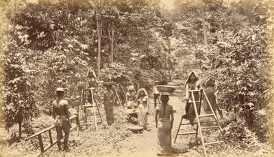 Coffee Harvesting at San Isidro--Elevation 1000 Feet, Guatemala by Eadweard Muybridge