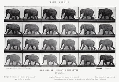 Eadweard Muybridge: The Amble by Eadweard Muybridge