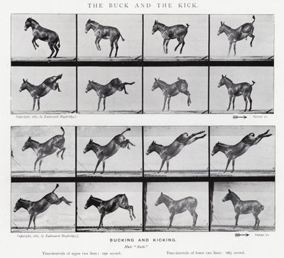 Eadweard Muybridge: The Buck and the Kick by Eadweard Muybridge