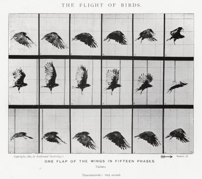 Eadweard Muybridge: The Flight of Birds by Eadweard Muybridge