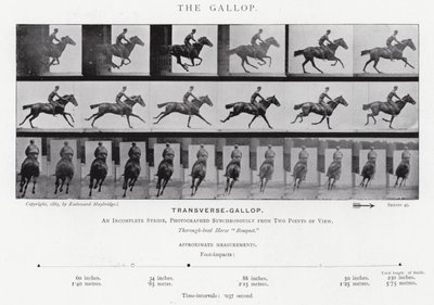Eadweard Muybridge: The Gallop by Eadweard Muybridge