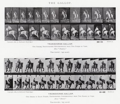 The Gallop by Eadweard Muybridge