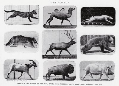 The Gallop by Eadweard Muybridge