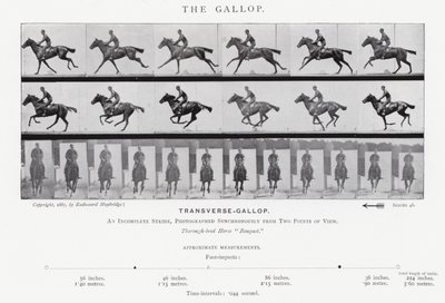 Eadweard Muybridge: The Gallop (b/w photo) by Eadweard Muybridge
