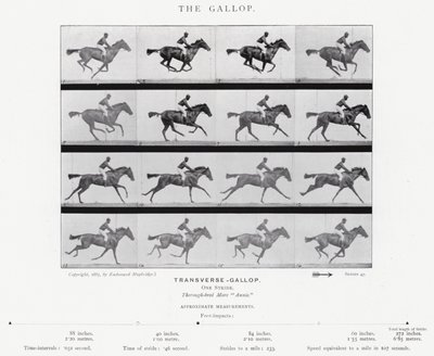 Eadweard Muybridge: The Gallop (b/w photo) by Eadweard Muybridge