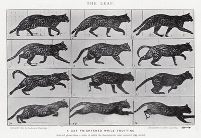 Eadweard Muybridge: The Leap (b/w photo) by Eadweard Muybridge