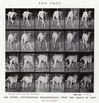 Eadweard Muybridge: The Trot by Eadweard Muybridge