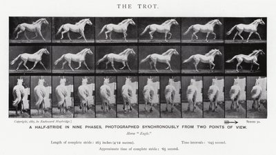 The Trot by Eadweard Muybridge