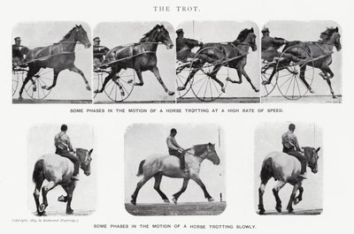 The Trot by Eadweard Muybridge