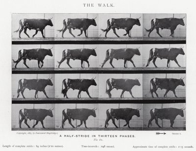 Eadweard Muybridge: The Walk by Eadweard Muybridge