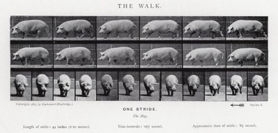 The Walk by Eadweard Muybridge