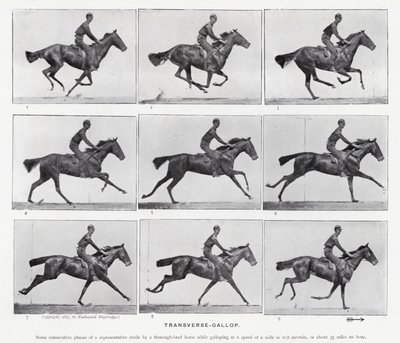 Eadweard Muybridge: Transverse-Gallop by Eadweard Muybridge