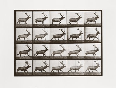 Elk, Plate 692 from Animal Locomotion by Eadweard Muybridge