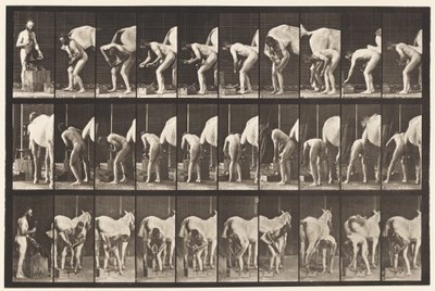 Plate 508. Shoeing a Horse by Eadweard Muybridge