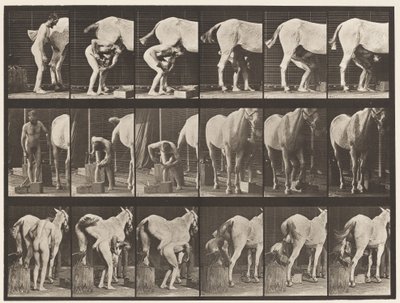 Plate 509. Shoeing a Horse by Eadweard Muybridge