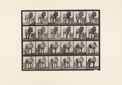 Plate 564. Hauling; Broken Log Chain; Dark-Gray Belgian Horse Dusel by Eadweard Muybridge