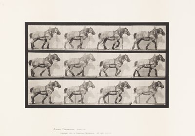 Plate 565. Hauling; Dark-Gray Belgian Horse Dusel by Eadweard Muybridge
