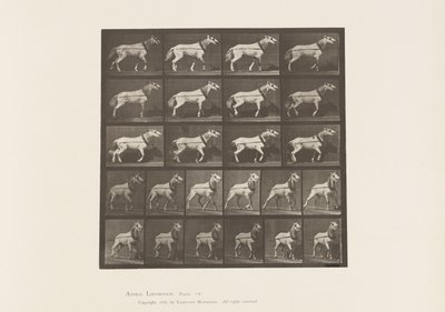 Hauling; Head being Pulled; Light Gray Mare, 1885 by Eadweard Muybridge