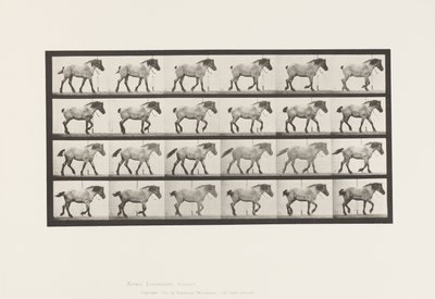 Plate 574. Walking; Free; Dark-Gray Belgian Horse Hansel by Eadweard Muybridge