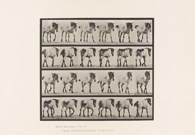 Walking; Free; Dark-Gray Belgian Horse Hansel, 1885 by Eadweard Muybridge