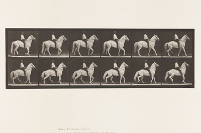 Walking; Saddle; Irregular; White Horse Clinton, 1885 by Eadweard Muybridge