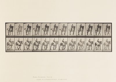 Walking; Bare Back; Dark-Gray Belgian Horse Dusel (Plate 578) by Eadweard Muybridge