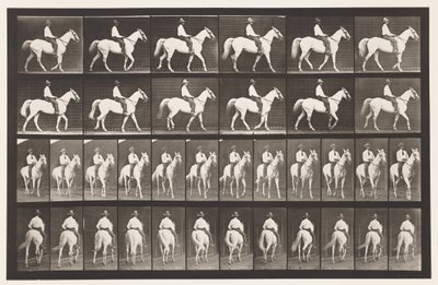 Walking; Saddle; White Horse Elberon, 1885 by Eadweard Muybridge